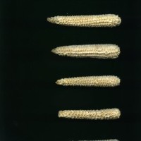 CIMMYTMA 28905 BOZM 0837 TC22U-2903-3 C.jpg