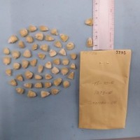 CIMMYTMA 7295 - Reference inventory.jpg