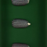 CIMMYTMA 3198 CHOC 339 AF23A-0903-92 E.jpg