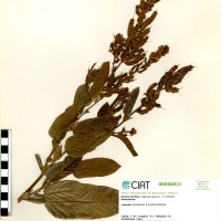 23112 herbarium