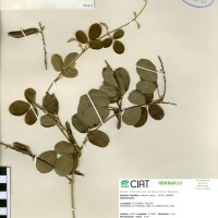 9949 herbarium
