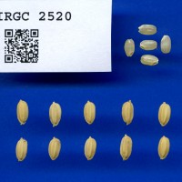 IRGC 2520 Seed Photo