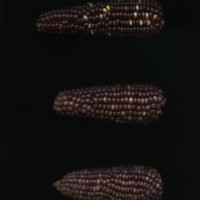 CIMMYTMA 27245 TLAX 250 TC24U-2903-232 E.jpg