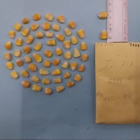 CIMMYTMA 7434 - Reference inventory.jpg