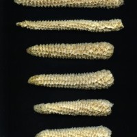 CIMMYTMA 8638 ECUA 492 TC19U-2903-33 C0 _Ready.jpg