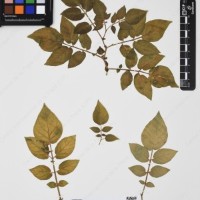 CIP 760236_HHCH 4422_09.jpg