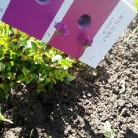 144256(Trifolium rueppellianum2134).jpg