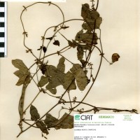 15946 herbarium