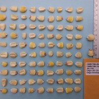 CIMMYTMA 16402 - Reference Inventory.jpg