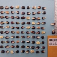 CIMMYTMA 16519 - Reference Inventory.jpg