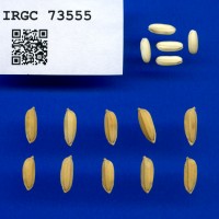 IRGC 73555 Seed Photo