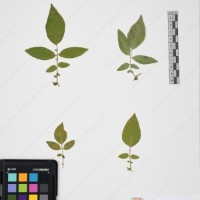 CIP 760029_OCH S81_05.jpg