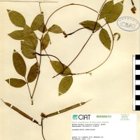 15353 herbarium
