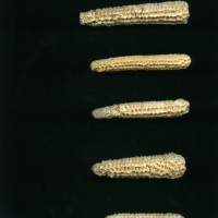 CIMMYTMA 18983 BOZM 1511 TC22U-2903-67 C.jpg