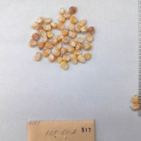 CIMMYTMA 517 - Reference Inventory.jpg