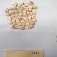 CIMMYTMA 3443 - Reference Inventory.jpg