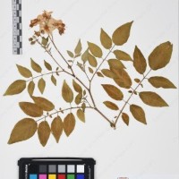 CIP 761392_OCH 12011_05.jpg