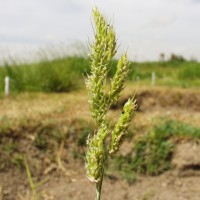 Ech stagnina 15696-flower2.JPG