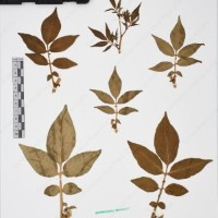 CIP 761070_OCHS 11297_07.jpg