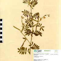 9453 herbarium