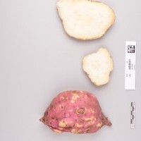 CIP 400041 (root).jpg