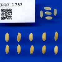 IRGC 1733 Seed Photo