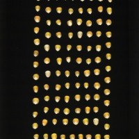 CIMMYTMA 117 OAXA 89 AF23A-0903-4 K.jpg