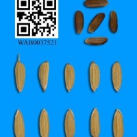 WAB0037521.jpg