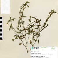 9925 herbarium