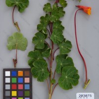 CIP 203075 Herbarium