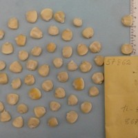 CIMMYTMA 5786 - Reference Inventory.jpg