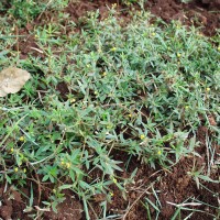 Stylosanthes guianensis11826.JPG