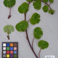 CIP 203013 Herbarium