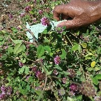 100913(Trifolium mattirolianum7744).jpg