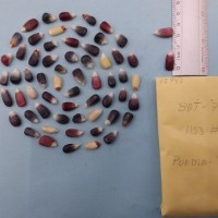 CIMMYTMA 7594 - Reference inventory.jpg