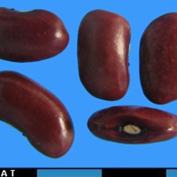 G52052 seed.jpg