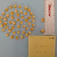 CIMMYTMA 5143 - Reference Inventory.jpg