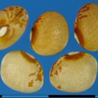 G26086B seed.jpg