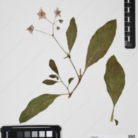 CIP 761353_OCH 11929_03.jpg