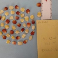 CIMMYTMA 6120 - Reference Inventory.jpg