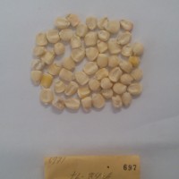 CIMMYTMA 697 - Reference Inventory.jpg