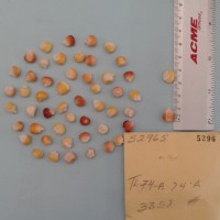 CIMMYTMA 5296 - Reference Inventory.jpg