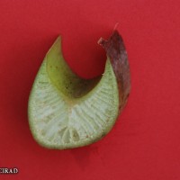 6.3.3 - Petiole canal leaf III