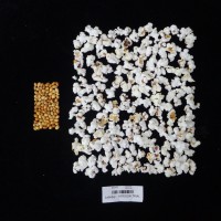 Popped and not popped comparison labeled.JPG