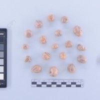 CIP 765791_RPSP 113_bhk_T_2024.jpg