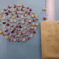 CIMMYTMA 7953 - Reference inventory.jpg