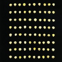 CIMMYTMA 11891 NEPA 19A TC24U-2903-211 K.jpg