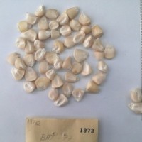 CIMMYTMA 1973 - Reference Inventory.jpg