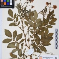 CIP 760016_OCH S47_01.jpg