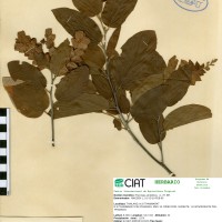 17406 herbarium